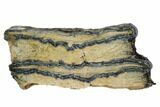 Mammoth Molar Slice With Case - South Carolina #106535-1